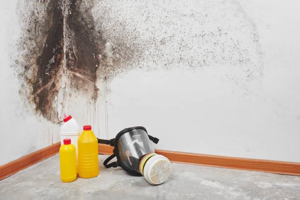 Best Bathroom Mold Remediation in Medina, TX