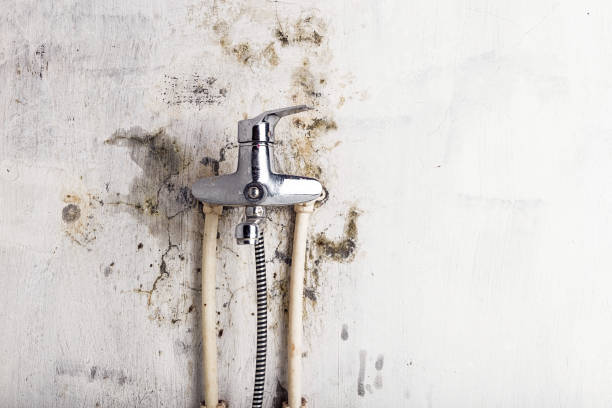 Best Black Mold Remediation in Medina, TX