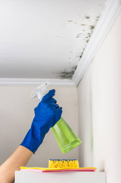 Best Crawl Space Mold Remediation in Medina, TX